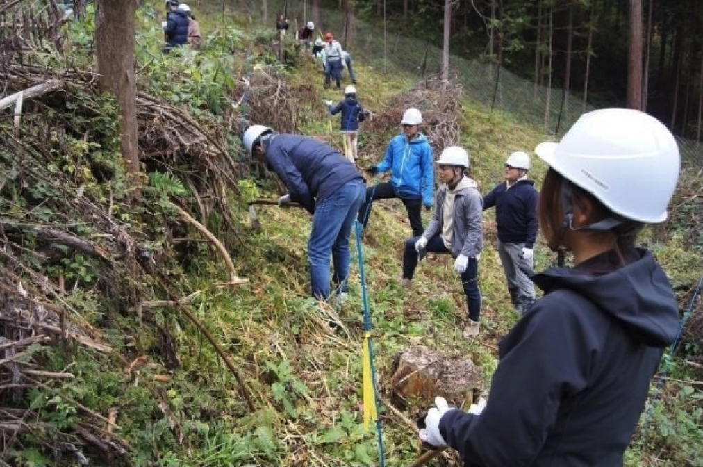 Photographs of forest maintenance