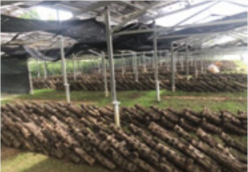 Cultivation of shiitake mushrooms on logs